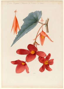 花、葉、枝のセクションの描画（カード上の体色と体色）